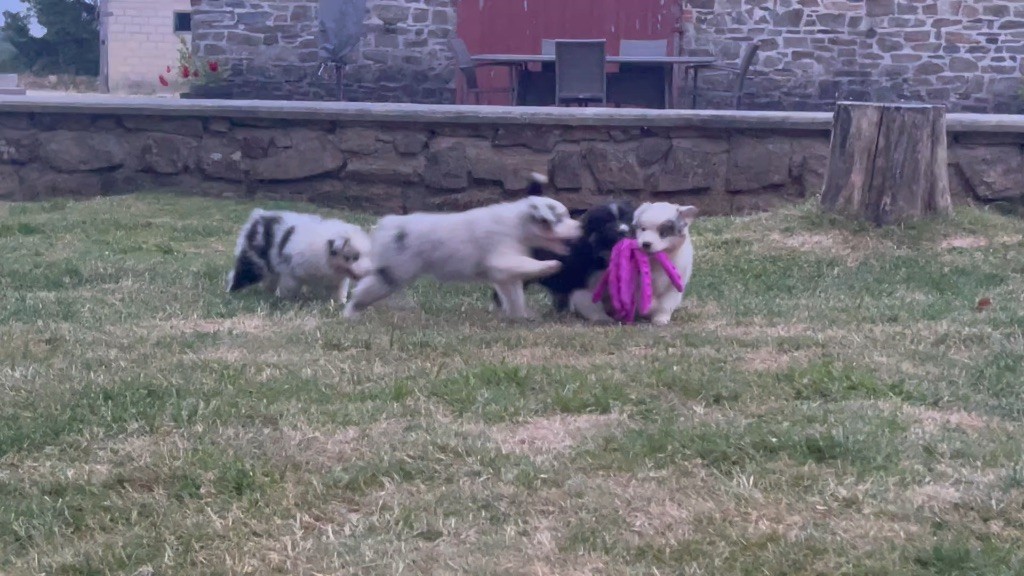 Chiots Pandora et Starky - 20/04/2023