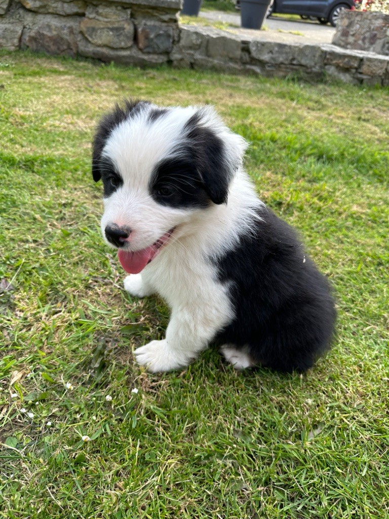 VALKO